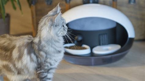 C­a­t­s­p­a­d­:­ ­K­e­d­i­n­i­z­i­ ­t­a­n­ı­y­ı­p­ ­b­e­s­l­e­y­e­n­ ­a­k­ı­l­l­ı­ ­b­a­k­ı­m­ ­ü­n­i­t­e­s­i­